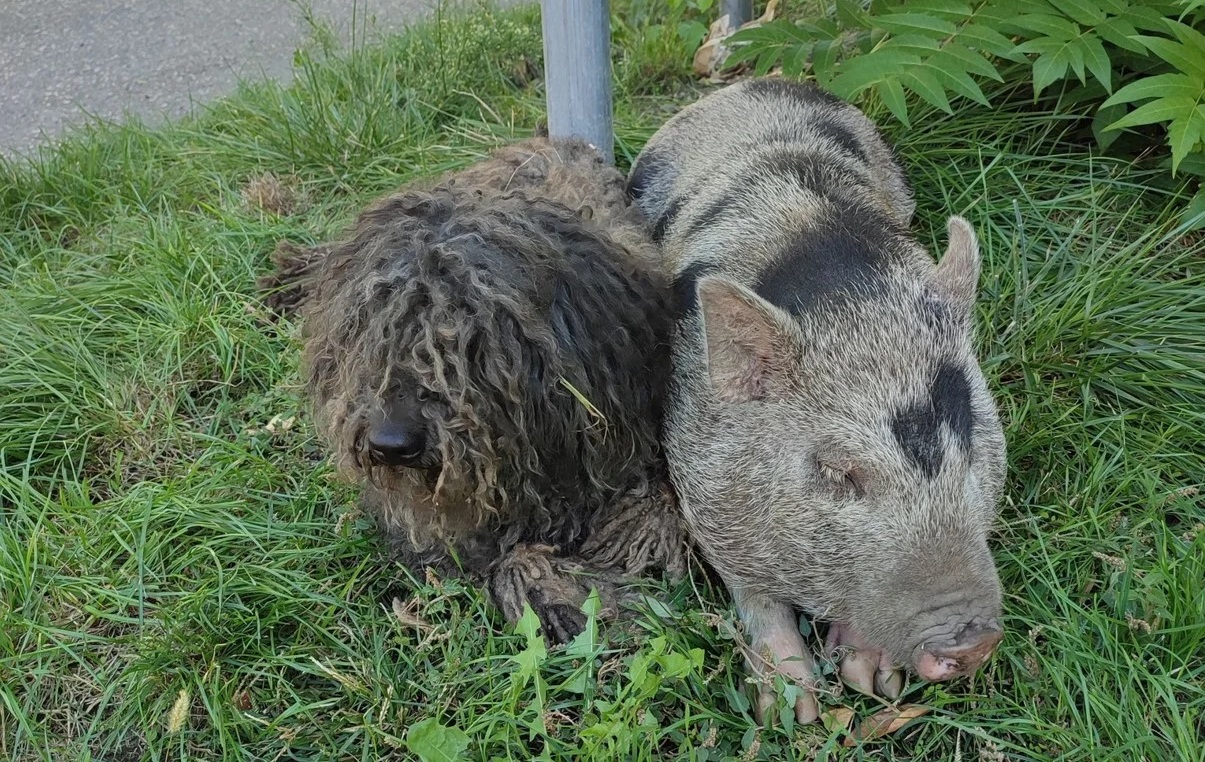 DÖBBENET KECSKEMÉTEN: Malacka megsétáltatta Puli kutyát