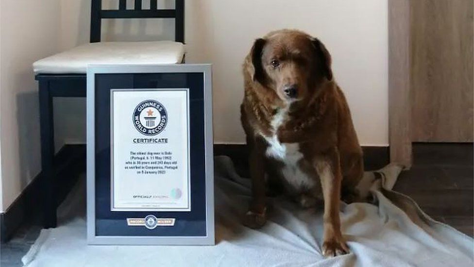 BOTRÁNY: Elvették a címet a világ legidősebb kutyájától