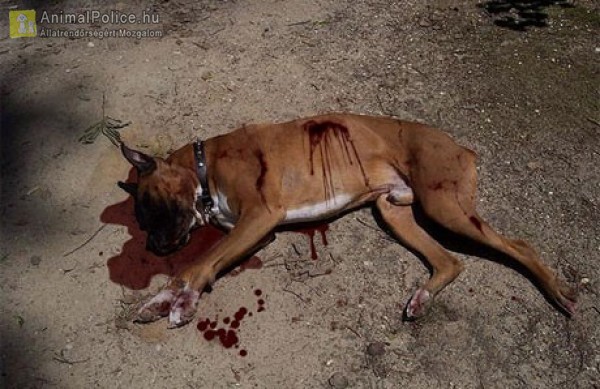 Magyarország MA: Szamurájkarddal öltek kóbor kutyát