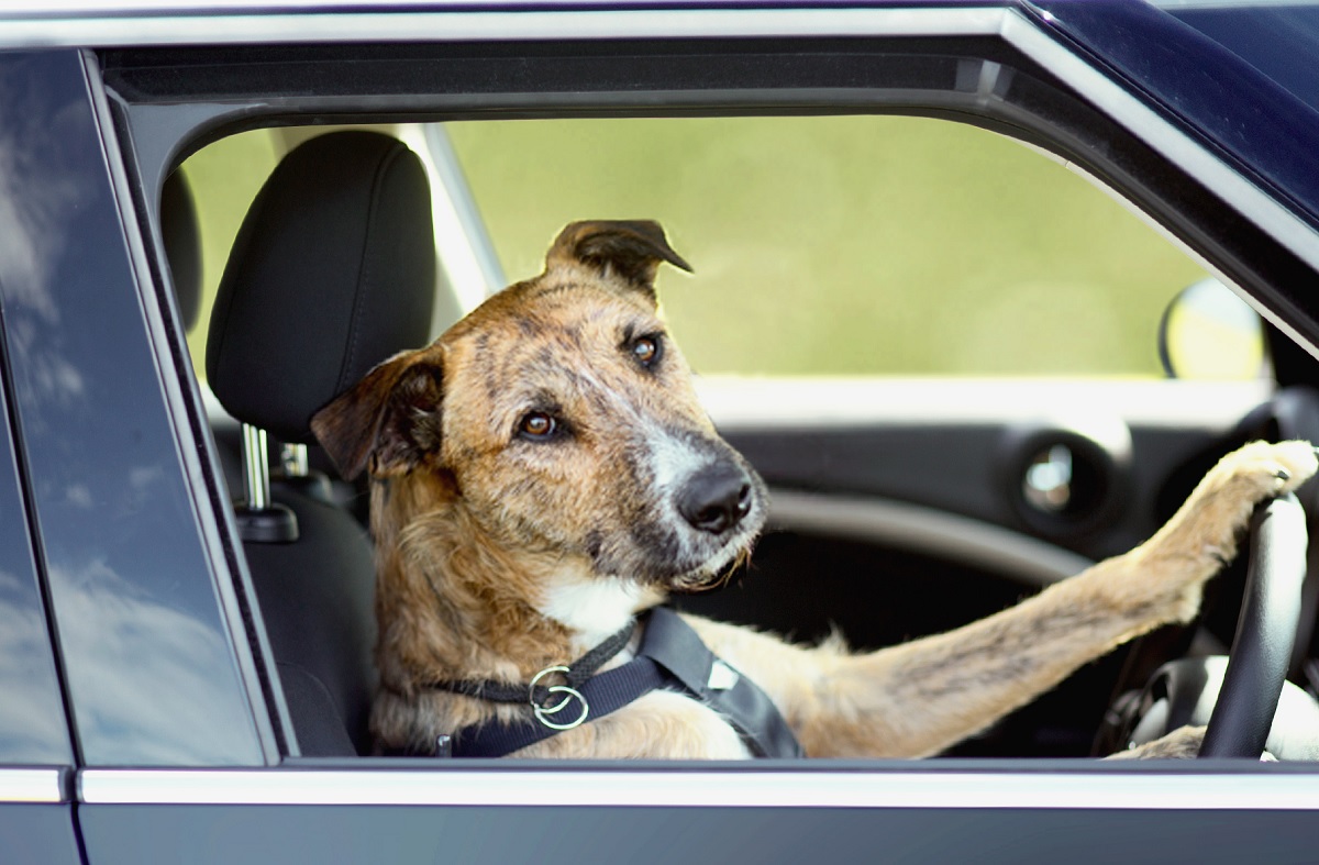 „Autótolvaj” kutya: A kézifék kioldásával lovasította meg gazdája kocsiját egy négylábú