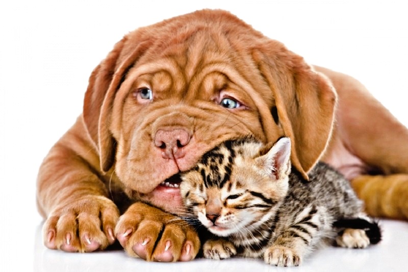 Már kutatás igazolja: JOBBAN SZERETJÜK a kutyákat, mint a macskákat!