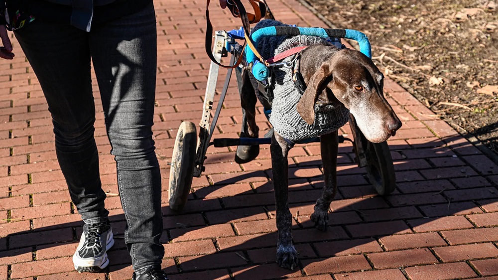 ELTŰNT egy kutyakocsival közlekedő mentett vizsla!?