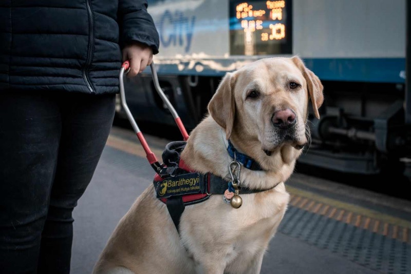 UNDORÍTÓ: Vakvezető kutyát vegzált a kalauz